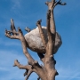 guiseppe penone